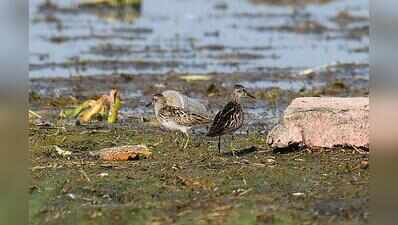 Long-toed stint spotted again at Pallikaranai marsh
