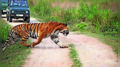 Assam proposes 1-3km ESZ around Kaziranga, Cong opposes move