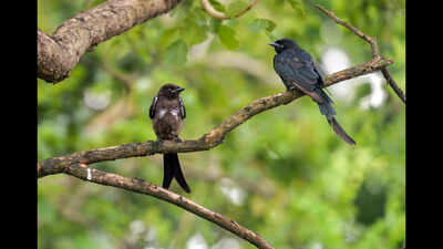 In 1935, black drongos were introduced on Rota to control crop pests; decades later the aggressive birds spread to Guam and became a threat to native birds