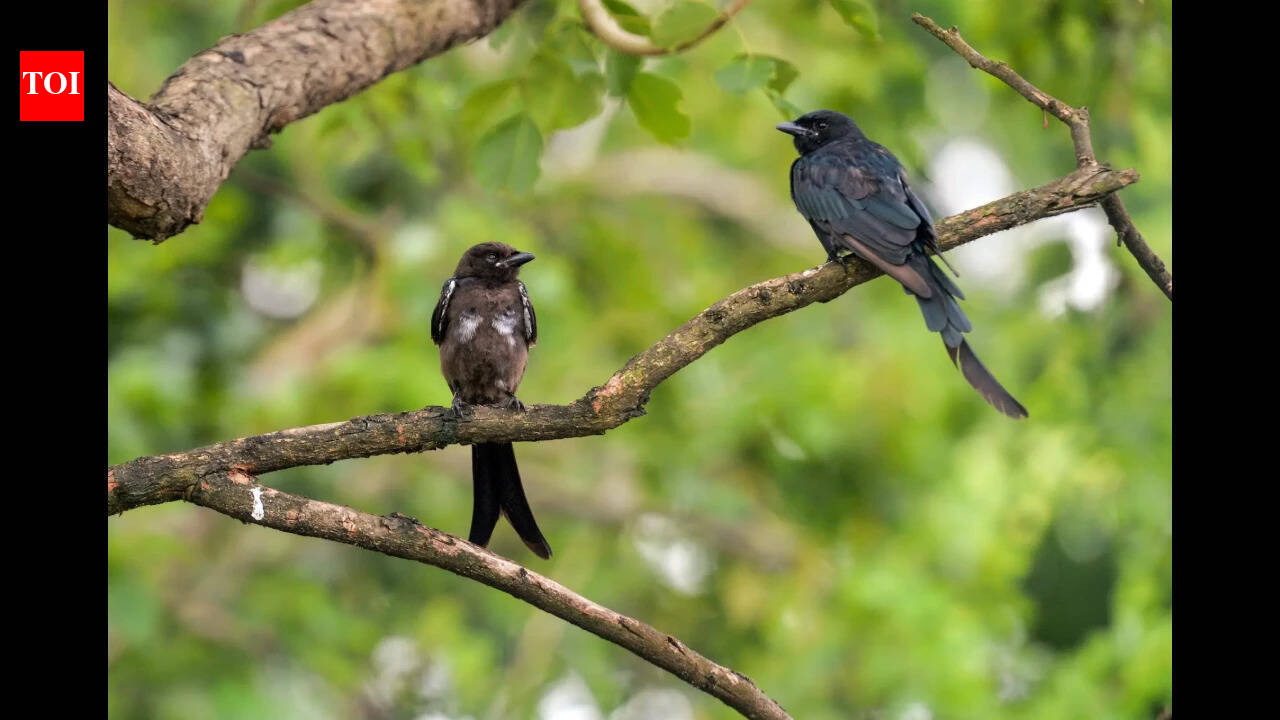 Black drongos introduced for pest control later threatened Guam’s native birds