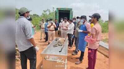 Leopard cub found dead on Srisailam road in Amrabad Tiger Reserve
