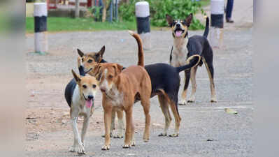 Jaipur civic body tells HC it sterilises 800 stray dogs a month