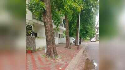 Trees still encased in concrete despite NGT order, alleges society