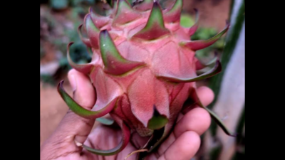 Enter the dragon fruit