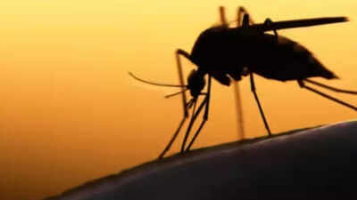 Stat that stings: Delhi has no anti-malaria officer
