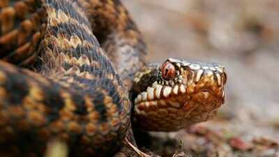 How to identify the European Adder snake: Key features explained