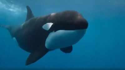 A rare orca known as “La Abuela” was found with wounds consistent with shotgun pellets; the suspected attack could threaten an entire Iberian population of fewer than 40 whales