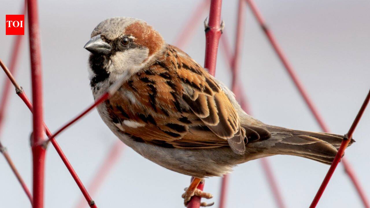 In 1867, Canterbury released 40 house sparrows to eat pests; 15 years later, they were poisoned