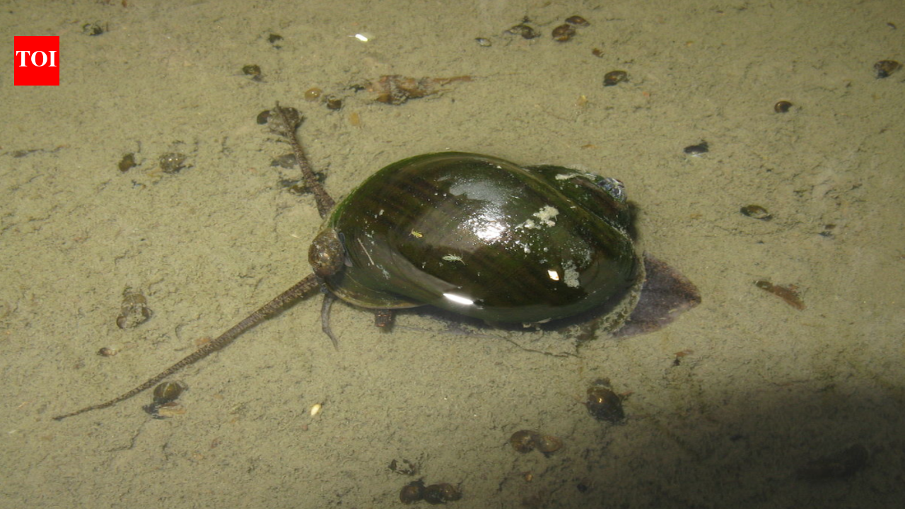 In 1981, Japan imported golden apple snails as a new food business, but the market failed, and abandoned farms helped the snails spread into rice fields