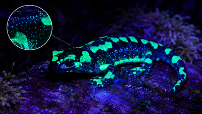 Scientists found fire salamanders glow blue-green under ultraviolet light, with their skin glands producing fluorescent secretions