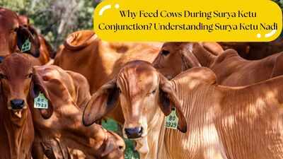 Why Feed Cows During Surya Ketu Conjunction? Understanding Surya Ketu Nadi
