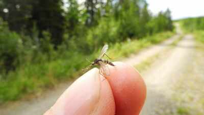 In October 2025, an insect enthusiast found three mosquitoes in his backyard; the discovery ended Iceland’s status as one of ‘Earth’s last mosquito-free destinations’