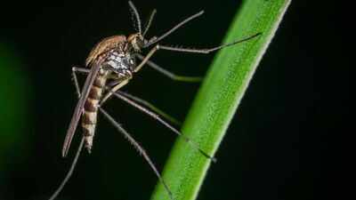 A dose of insecticide killed 97.91% of mosquitoes that spread dengue; a tiny fraction that survived has researchers in Delhi worried