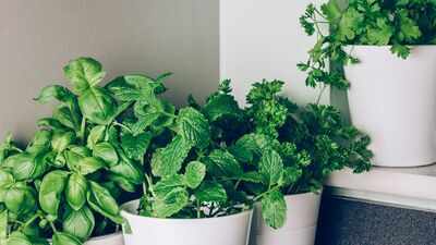 Indoor plants that can sustain without water for more than a week