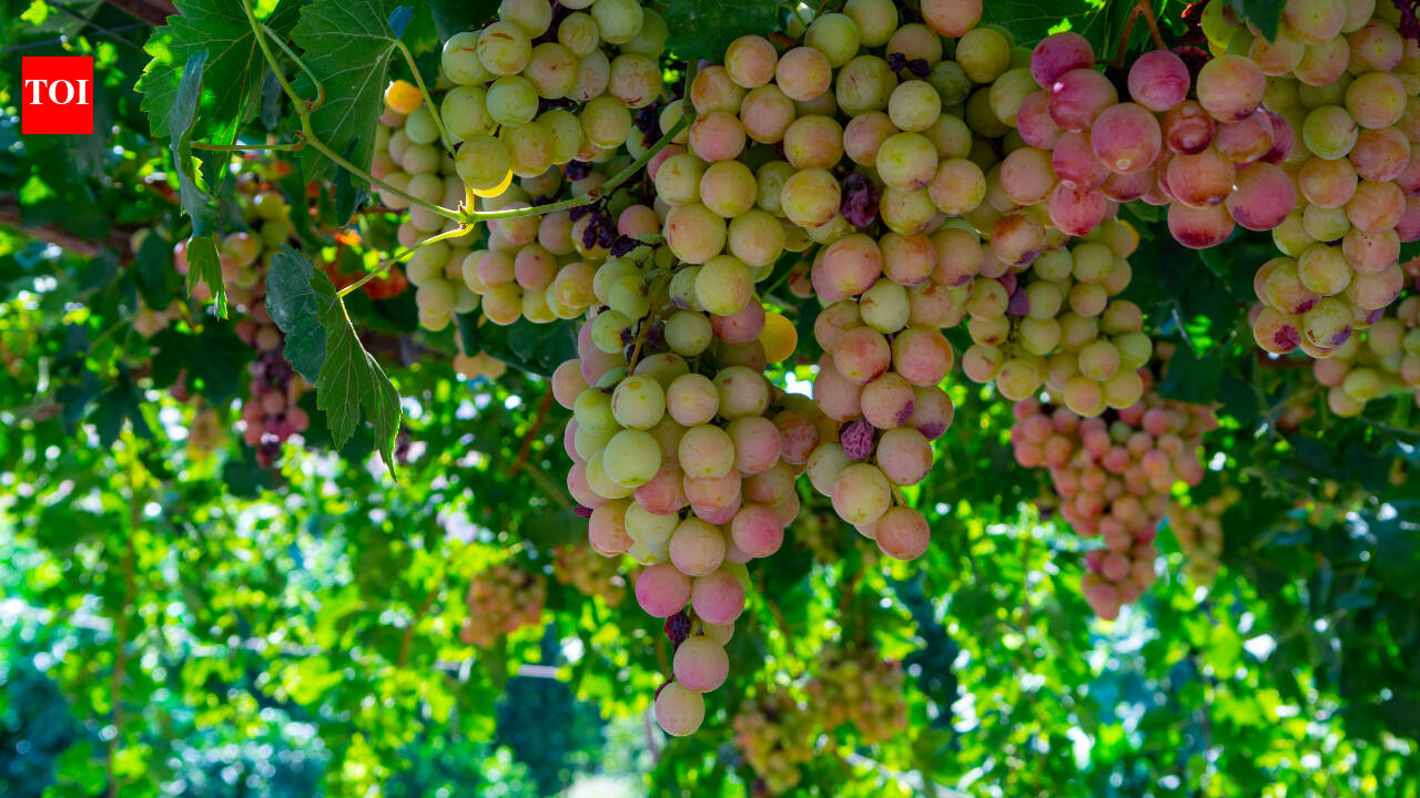 Cyprus Grape cuts water use by 75% in heat-hit Australia