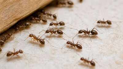 California scientists poisoned invasive Argentine ant colonies with two common baits; one sent workers roaming before death, the other made them stop searching for food and cluster near water