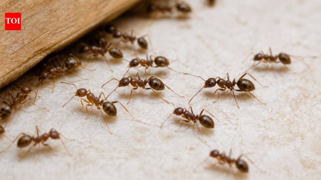 Scientists tested two Argentine ant baits; one sent them roaming, other drove them near water