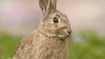 In 1937, Australian scientists released infected rabbits on an island to test a virus that would later transform rabbit control across the continent