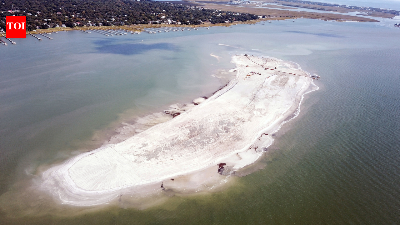 In 2021, South Carolina rebuilt a vanished bird island with 660,000 cubic yards of harbor sand: More than 500 nests appeared the next year