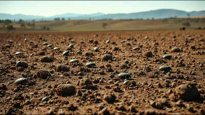 In 1968, Australia released 275,000 dung beetles across its cattle country to solve a problem caused by imported cattle