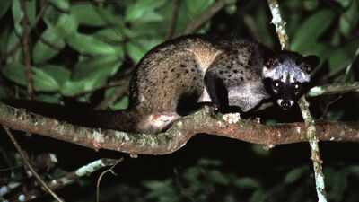 Coffee beans found in Civet poop used to make one of the world’s most expensive Kopi Luwak coffee which costs thousands of dollars per kilogram