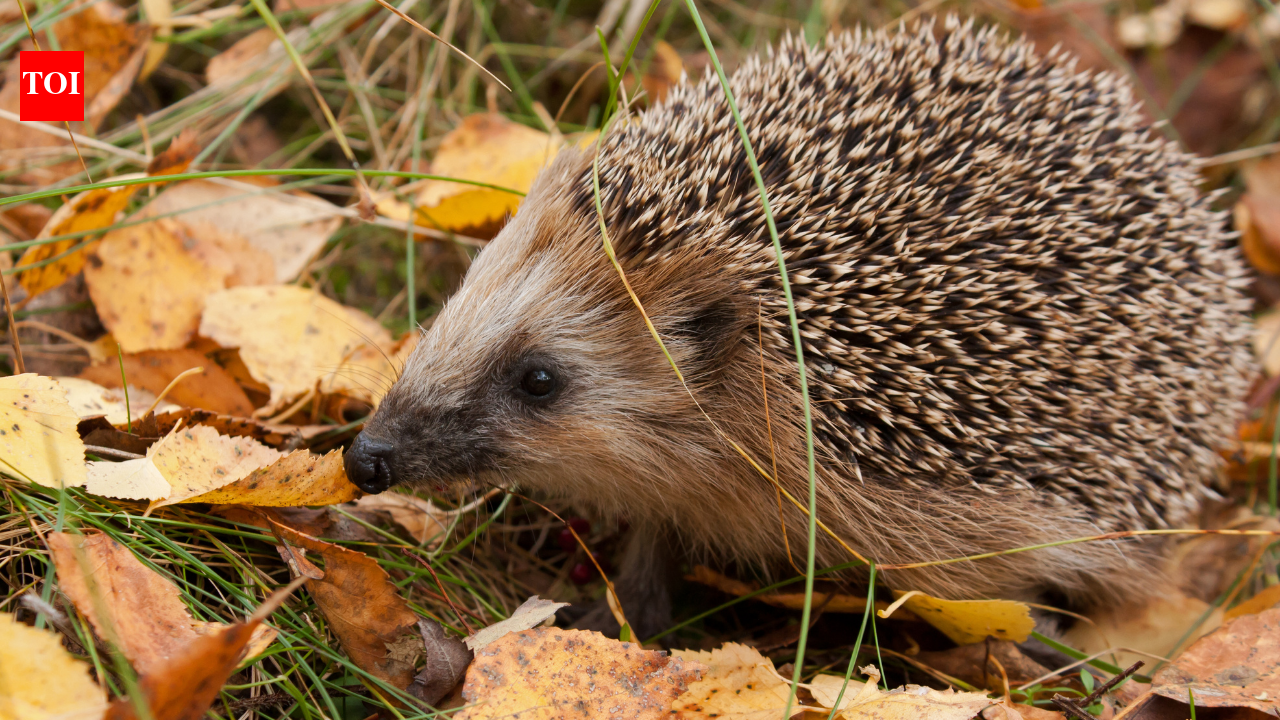 In 1885, New Zealand introduced hedgehogs to fight pests; today, they threaten native wildlife