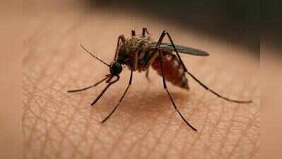 BMC faces flak for poor mosquito-control measures