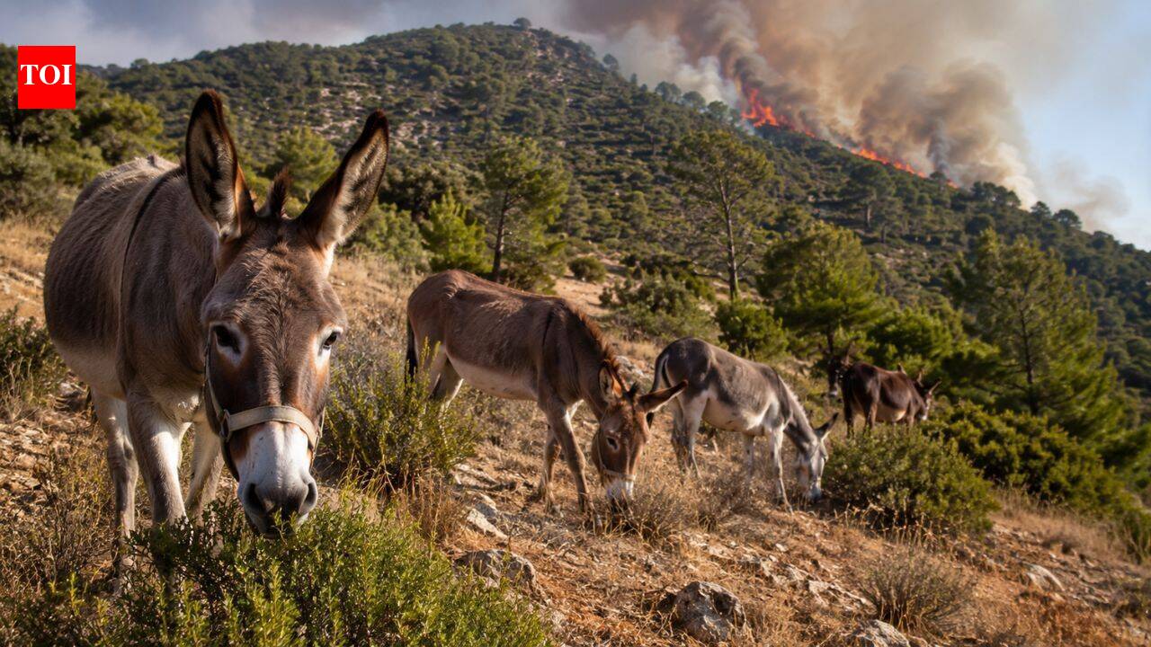 Spanish woman trains 18 rescued donkeys to help prevent wildfires