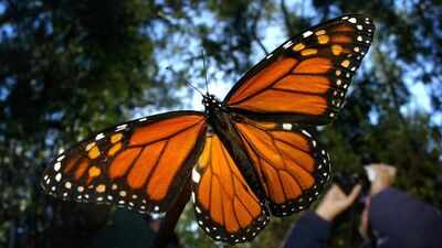 Monarch butterfly has been added to endangered species list, to conserve them scientists in California have given them solar-powered radio backpacks