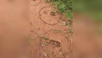 Fresh pugmarks seen, leopard could be moving towards Sanand