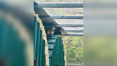 Court delays seizure of 11 exotic animals in Erode farmhouse