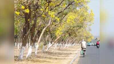 Just 993 old trunks, 32k missing: Ludhiana tree census exposes mass axing