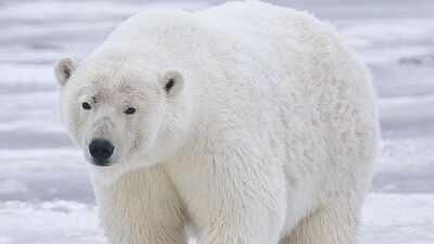 A polar bear destroyed almost an entire seabird colony in Alaska; scientists say changing food habits may explain why