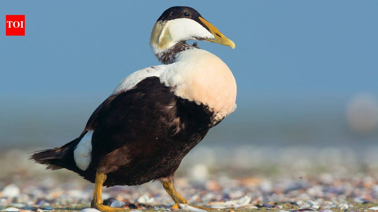 A polar bear destroyed almost an entire seabird colony in Alaska