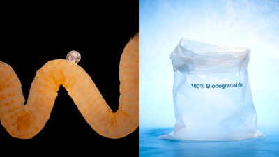 Nature invented biodegradable plastic millions of years ago and animals have been eating it ever since; scientists now think it could offer a clue to Earth’s plastic crisis