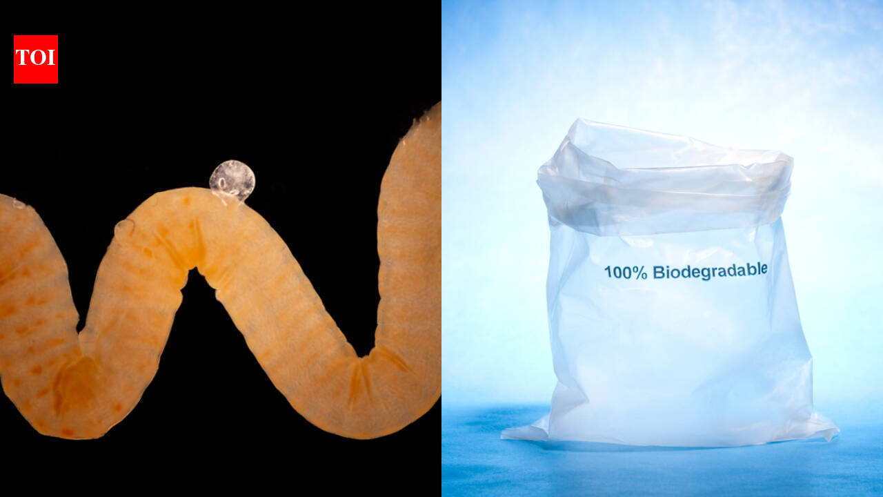 Nature’s biodegradable plastic may hold clues to Earth’s crisis