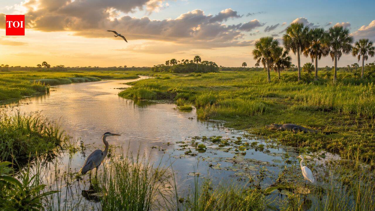 In 1992, Florida began restoring the Kissimmee River. 28 years later, wildlife returned