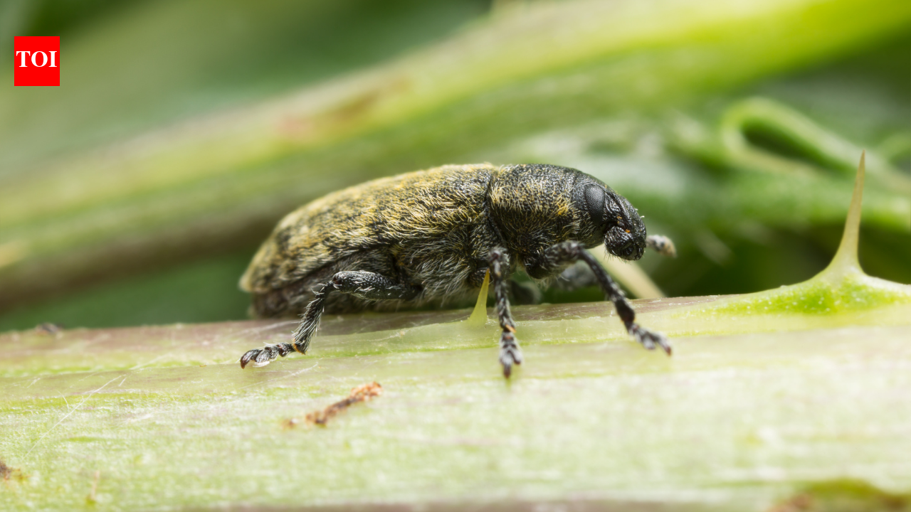 Between 1969 and 1972, US released a weevil to fight musk thistle; it later attacked native thistles