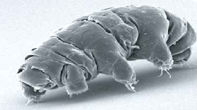 In 2021, NASA sent microscopic “Water Bears” to the space station; the nearly indestructible animals were raised through four generations in orbit