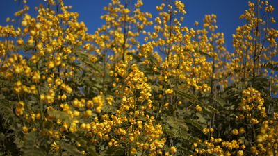 In 1986, bright yellow-flowering Senna plants were brought to Wayanad as shade trees; today, it is among the worst invasive trees of tropical