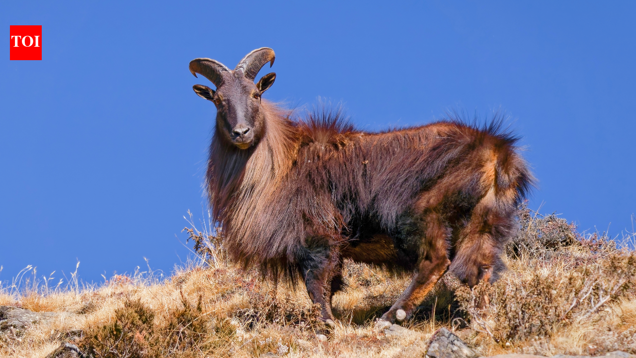 A British duke sent six Himalayan tahr to New Zealand in 1904; five survived the voyage, and...