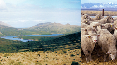 In 1931, a bankrupt farmer abandoned 4,000 sheep on a sub-Antarctic island: Decades of isolation produced a flock with rare inherited traits