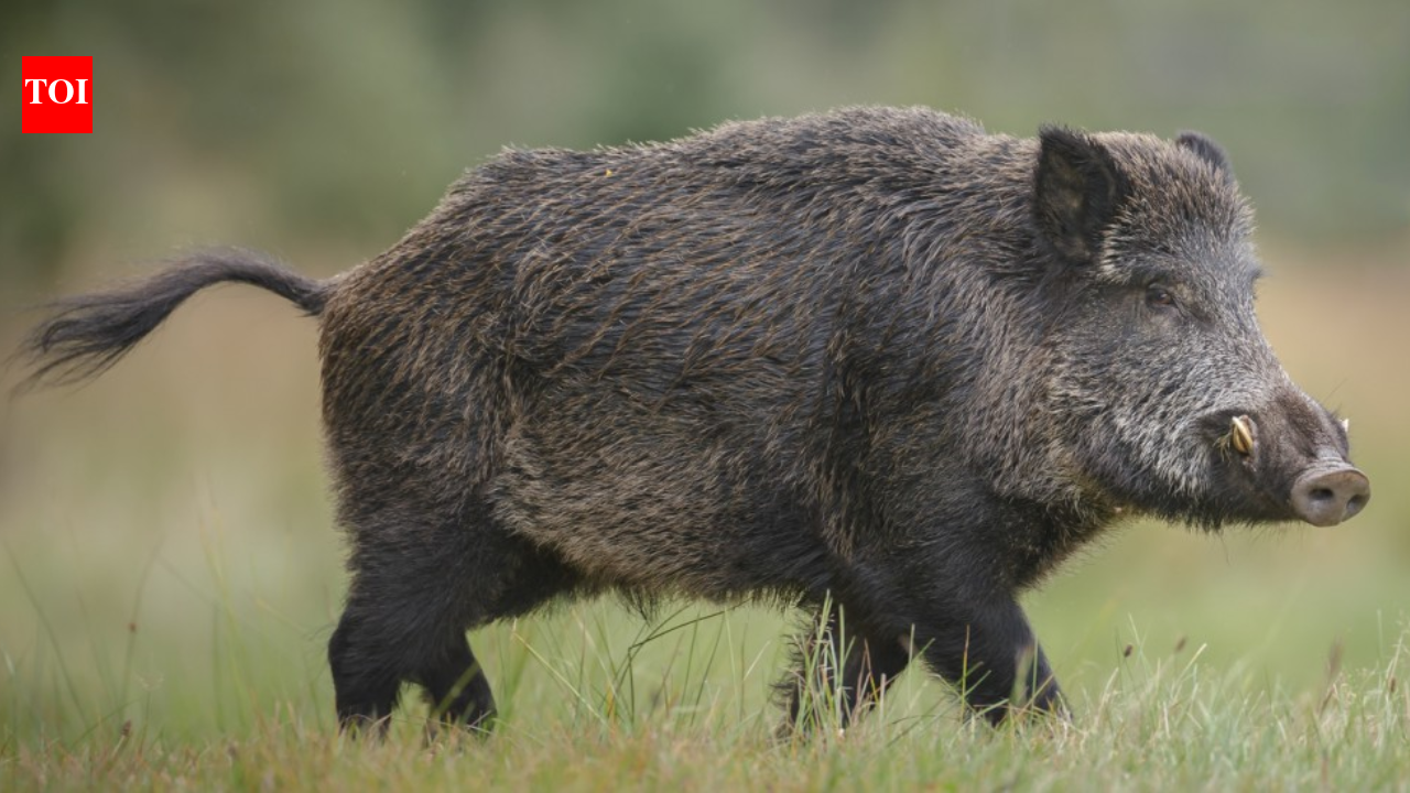 European wild boars escaped a North Carolina hunting ranch in 1912; a century later...