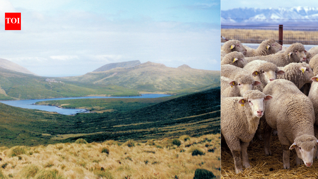 A group of feral sheep with unique wool coats grazing on the windswept grasslands of sub-Antarctic Campbell Island.