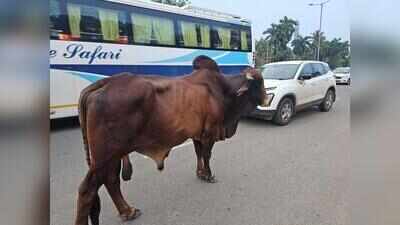 Experts urge sustained steps to keep highways cattle-free