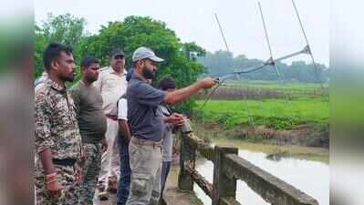 One more gharial disperses as Mahanadi swells