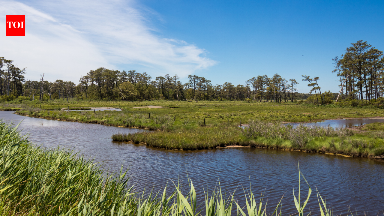 Destroyed by a 2015 storm, a Virginia refuge beach lot is now moving 2.5 miles north