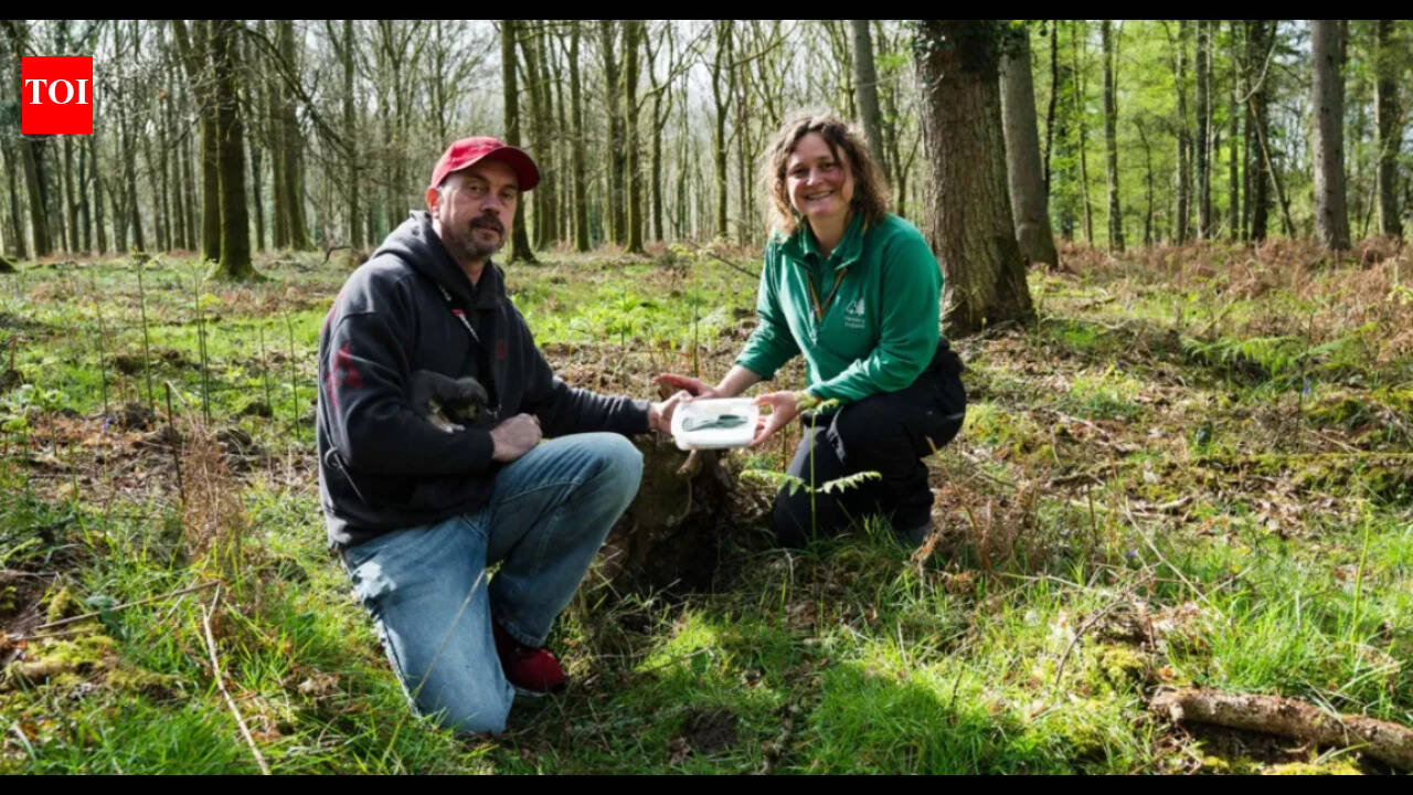 Man and his dog uncover a 3,400-year-old Bronze Age axe in England