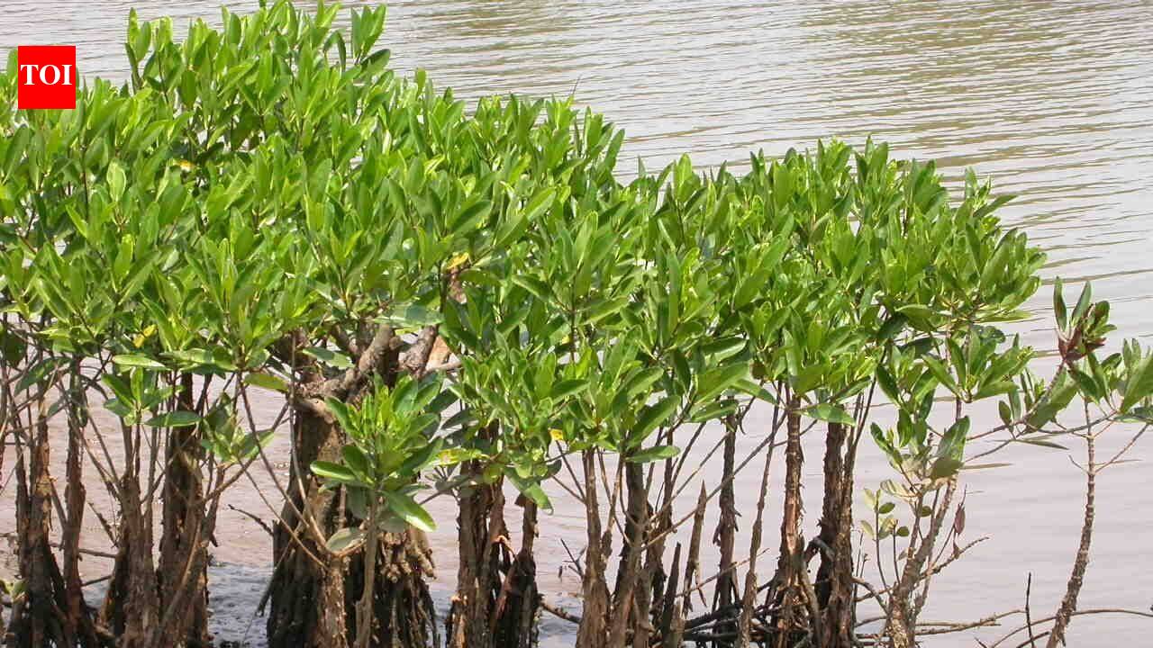 Meet Alex Webster, the Florida teenager who is giving away mangroves as ‘pets’