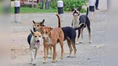 1.54 lakh dog-bite cases reported in 2025; agencies to be paid for lifetime care of dogs
